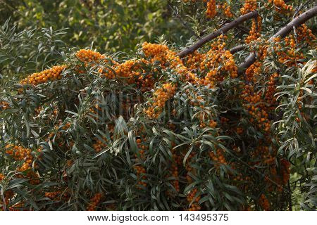 sea buckthorn grows in the garden in the country, it is useful