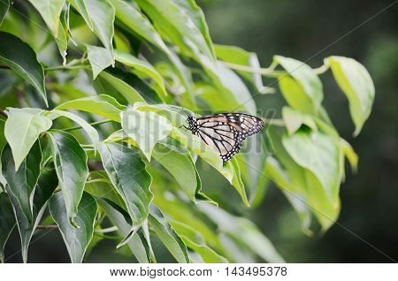 closeup Monarch butterfly on the tree branches