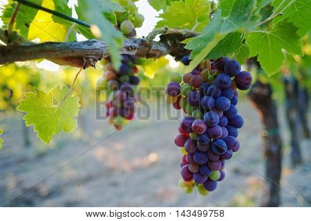 Tuscany vineyards in the summer in Italy