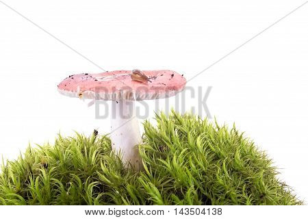 Animal Slug on mushroom russula hat isolated on white background