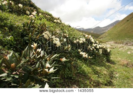 Virágzó Rhododendron