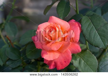 flowers grow in the garden in the country