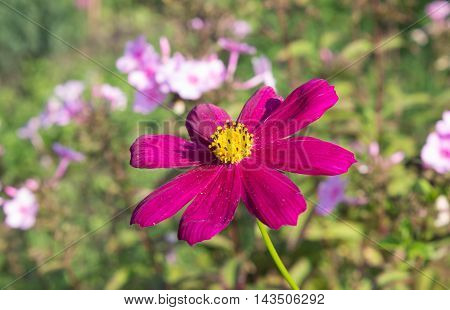 flowers grow in the garden in the country
