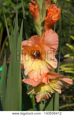 flowers grow in the garden in the country
