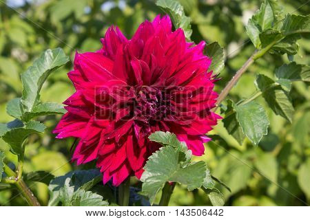 flowers grow in the garden in the country