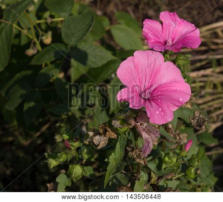 flowers grow in the garden in the country