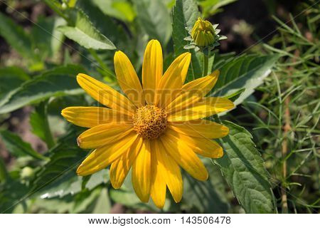 flowers grow in the garden in the country