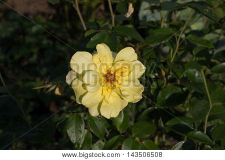 flowers grow in the garden in the country