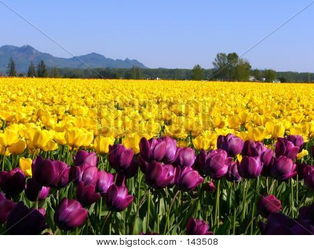 Kvetoucí fialová Tulipán