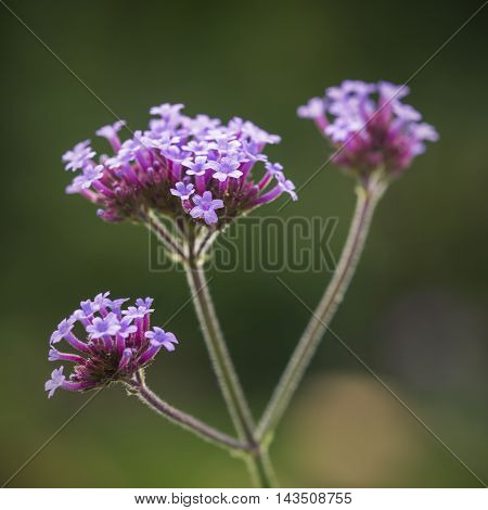 Beautiful Close Up Of Verbena Bonariensis Vervain Summer Flower