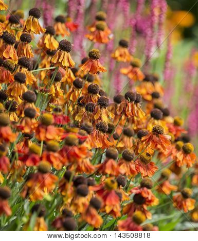Beautiful Summer Landscape Image Of Vibrant Wild Flowers In Meadow With Selective Focus For Effect