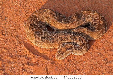 A puff adder (Bitis arietans) in defensive position, southern Africa