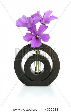 Purple Hibiscus in einer schwarzen Vase. Dies ist australian native Hibiscus.