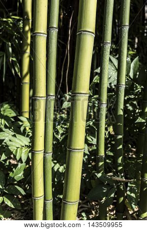 bamboo canes forest details outdoor macro closeup