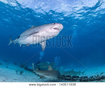 Tiger shark during a scuba dive in the Bahamas