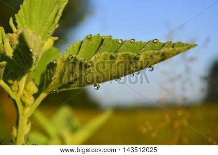 Drops of morning dew on the green leaves