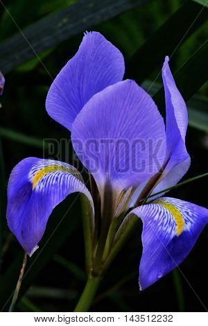 A blue lily over a dark green background