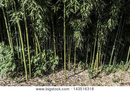 bamboo canes forest details outdoor macro closeup