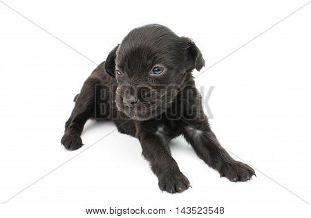 black spaniel puppies on a white background