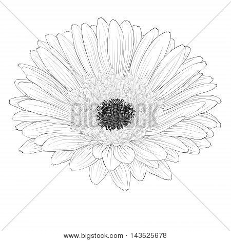 beautiful monochrome black and white gerbera flower isolated. Hand-drawn contour lines and strokes.
