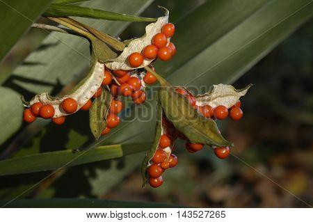 Stinking Iris - Iris foetidissima Red Seeds in Pod