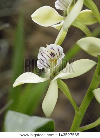 Lined Petal Prosthechea Orchid - Prosthechea radiata From Central America