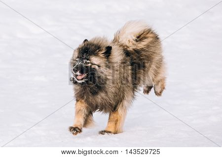 Young Keeshond, Keeshonden Dog Play In Snow, Winter Park. Running Dog