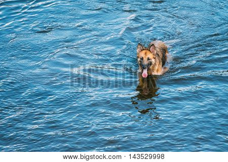 The Bathing Wallowing In Blue Water Of River Lake Alsatian Wolf Dog Long-Haired Wet Black And Red And Tongue. Deutscher, German Shepherd Dog. Copy Space