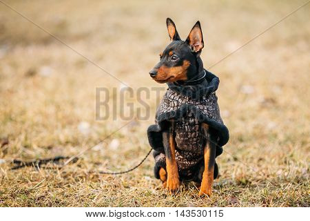 Young Black Miniature Pinscher Pincher. Sitting On Dry Grass