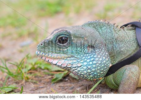 water dragon iguana reptile head close up macro