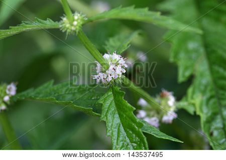 Flowers of a gypsywort plant (Lycopus europaeus)