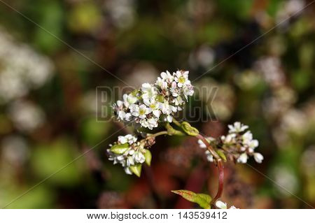 Flowers of a Buckwheat plant (Fagopyrum esculentum)