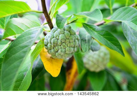 Custard Apple on the Tree Thai Sweet Fruit