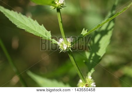 Flowers of a gypsywort plant (Lycopus europaeus)