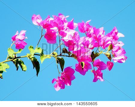 Branch of Pink Bougainvillia flowers in Or Yehuda Israel