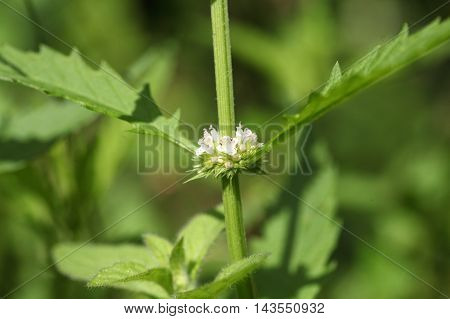 Flowers of a gypsywort plant (Lycopus europaeus)