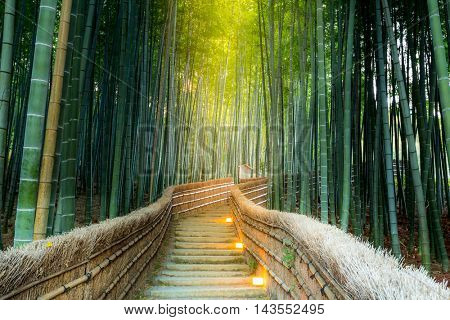 Arashiyama Bamboo Forest in  Kyoto Japan