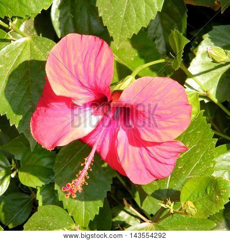 Red Hibiscus isolated in Or Yehuda Israel