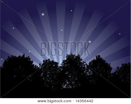 Fundo de noite linda. Detalhada de alta floresta.