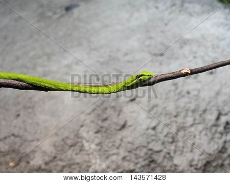 Oriental Whipsnake or Asian Vine Snake Ahaetulla prasina