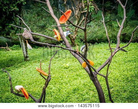 Pied Imperial Pigeon standing on the branch while eating ripe papaya