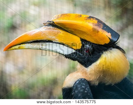 Close up for face Rhinoceros hornbill Buceros rhinoceros it is found in lowland and montane, tropical and subtropical.
