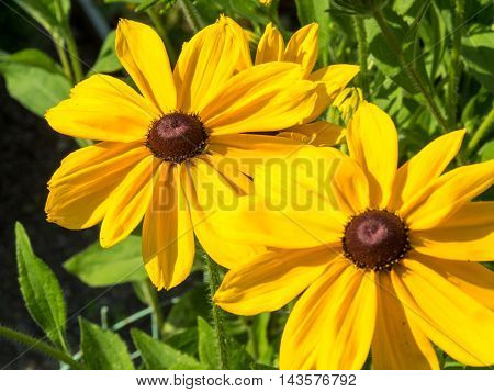 black eyed susan Rudbeckia hirta flowers background