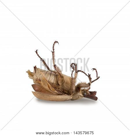 Closeup dead beetle (Polyphylla alba) isolated on white. Fight with insect. Extermination.