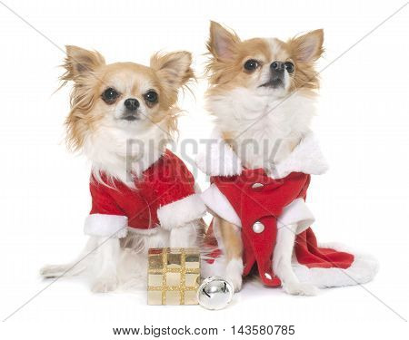 sant claus chihuahuas in front of white background