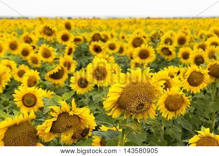 Large happy sunflower and sunflower oil crop on a sunny day in the Tarn-et-Garonne region of the South of France. ** Note: Shallow depth of field