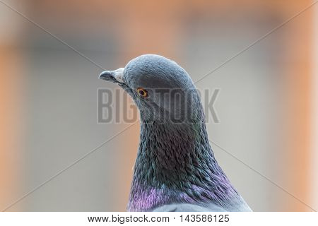 A closup shot of Rock Pigeon. Portait of Rock Pigeon