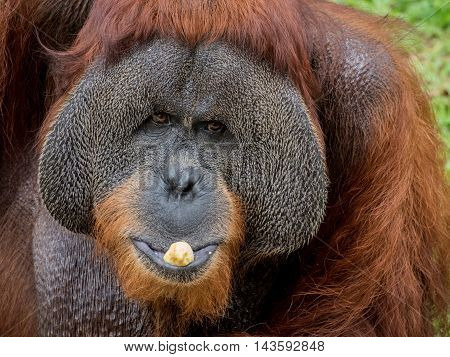Close up portrait of a Large Male Orangutan eating banana