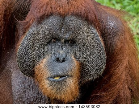 Close up portrait of a Large Male Orangutan eating banana