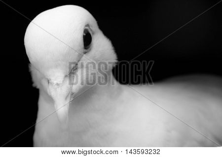 monochrome of a peaceful dove in close up